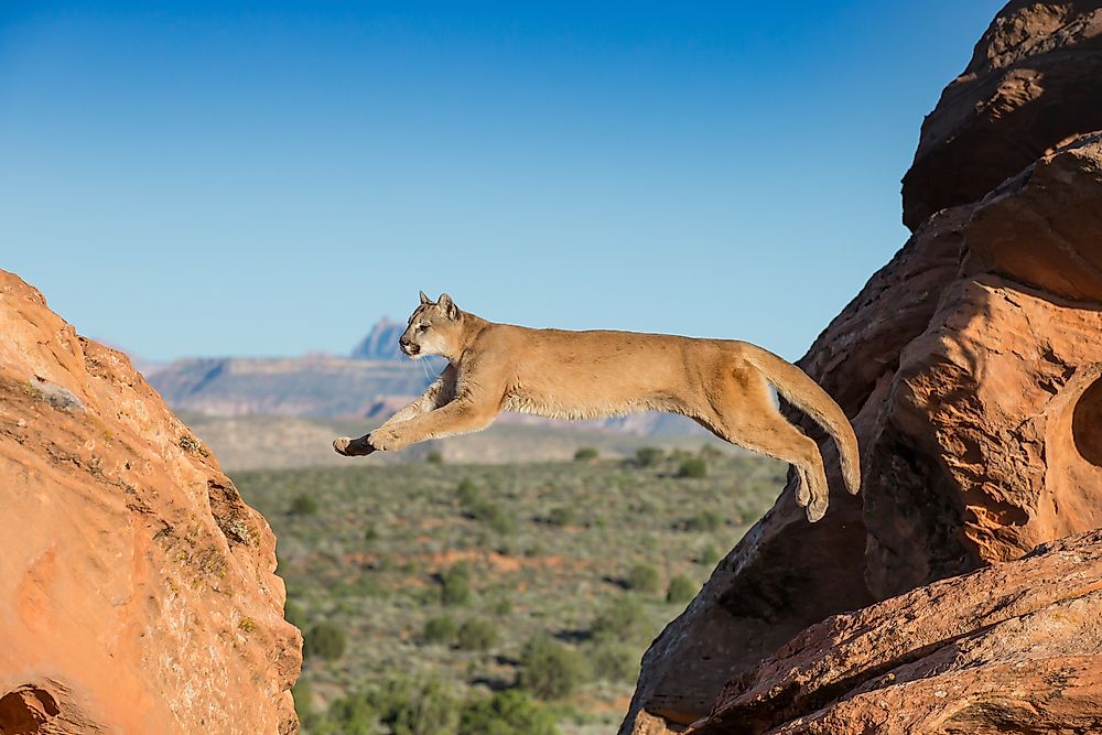 10 Animals Found in Utah