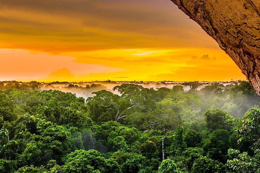How Much Of The Surface Of The Earth Is Covered By Rainforests?