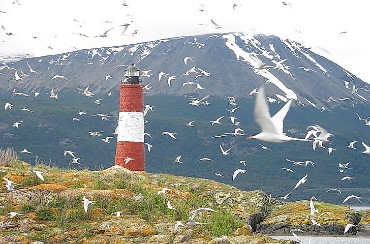 Birds With The Longest Migrations