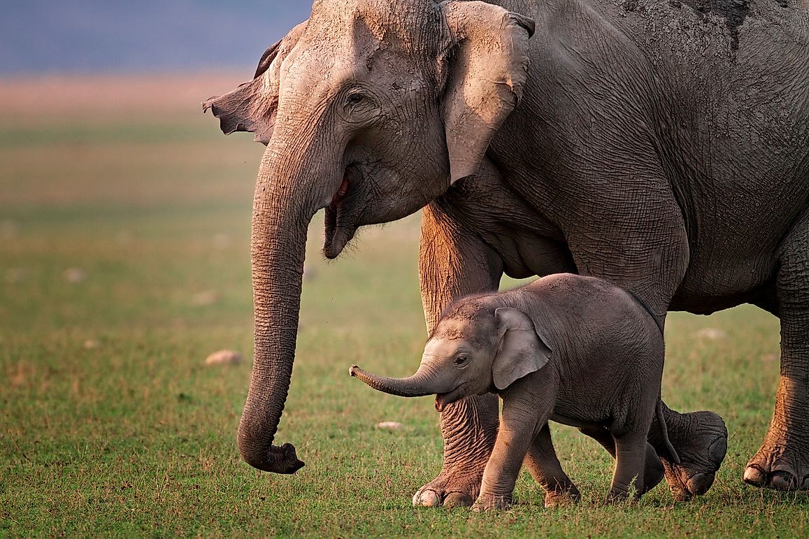 Here Are The Supermoms Of The Animal Kingdom