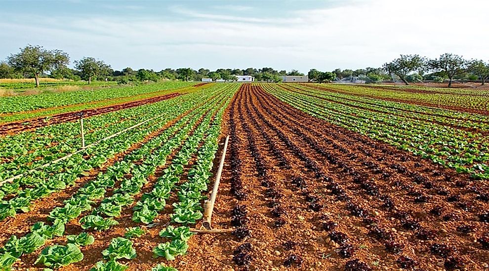 World Leaders In Lettuce Production