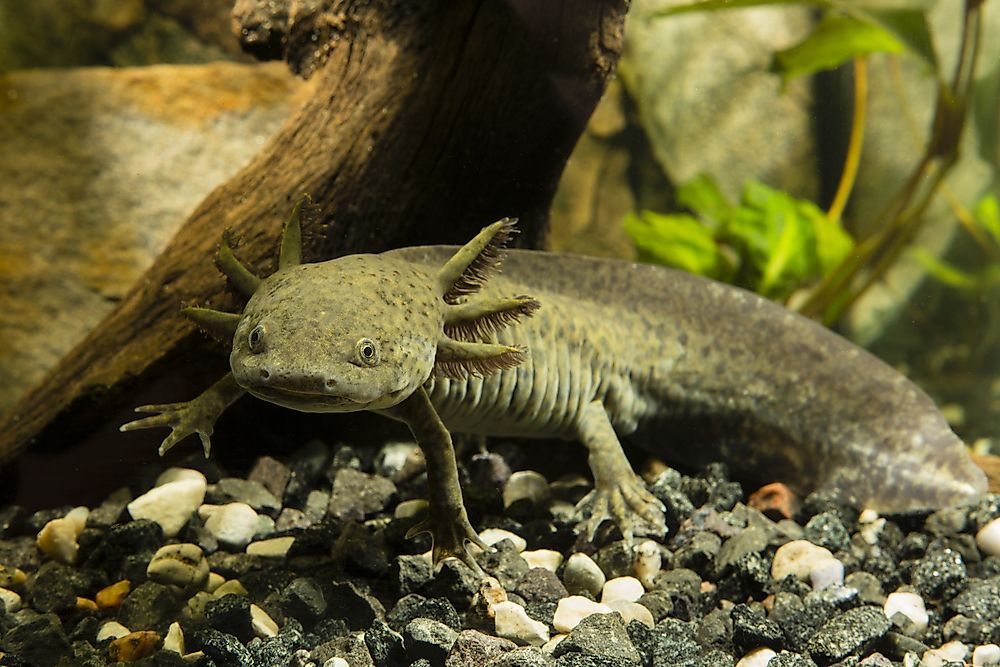 snugglies axolotl