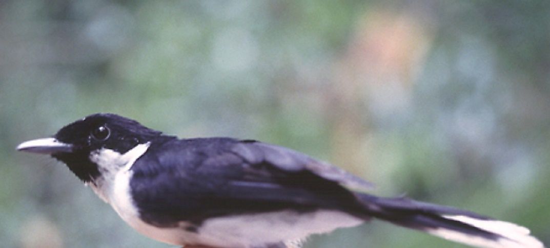 Indonesia's Critically Endangered Endemic Birds
