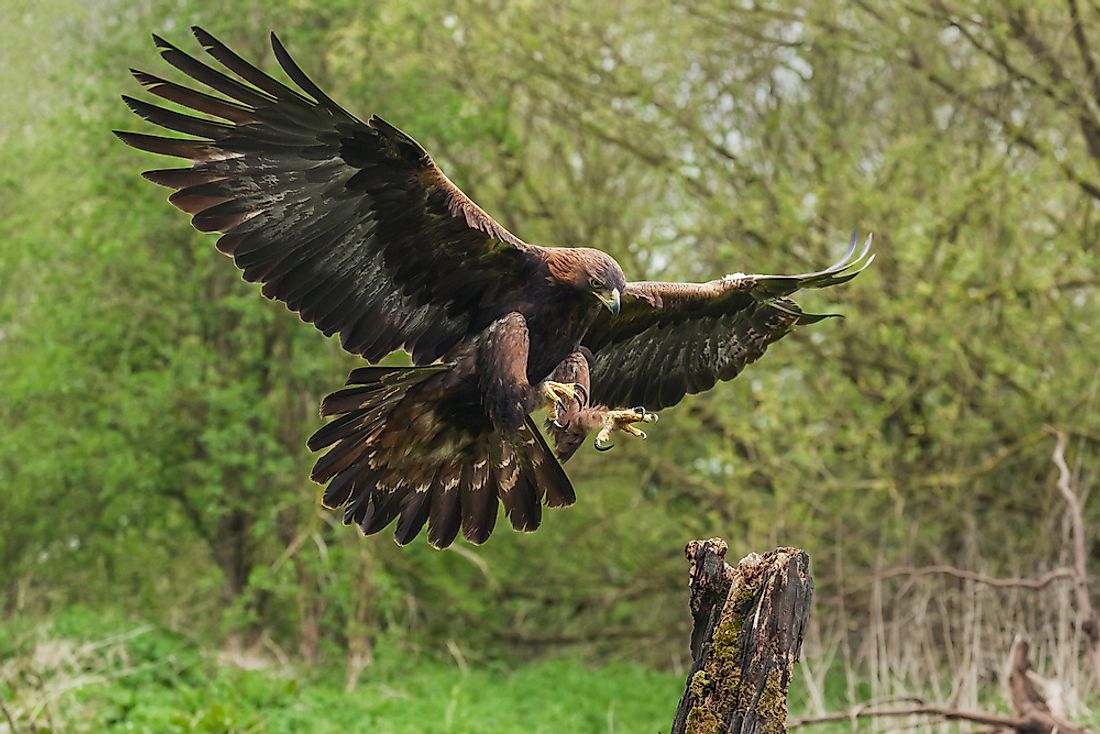 What Are The Differences Between An Eagle And A Hawk