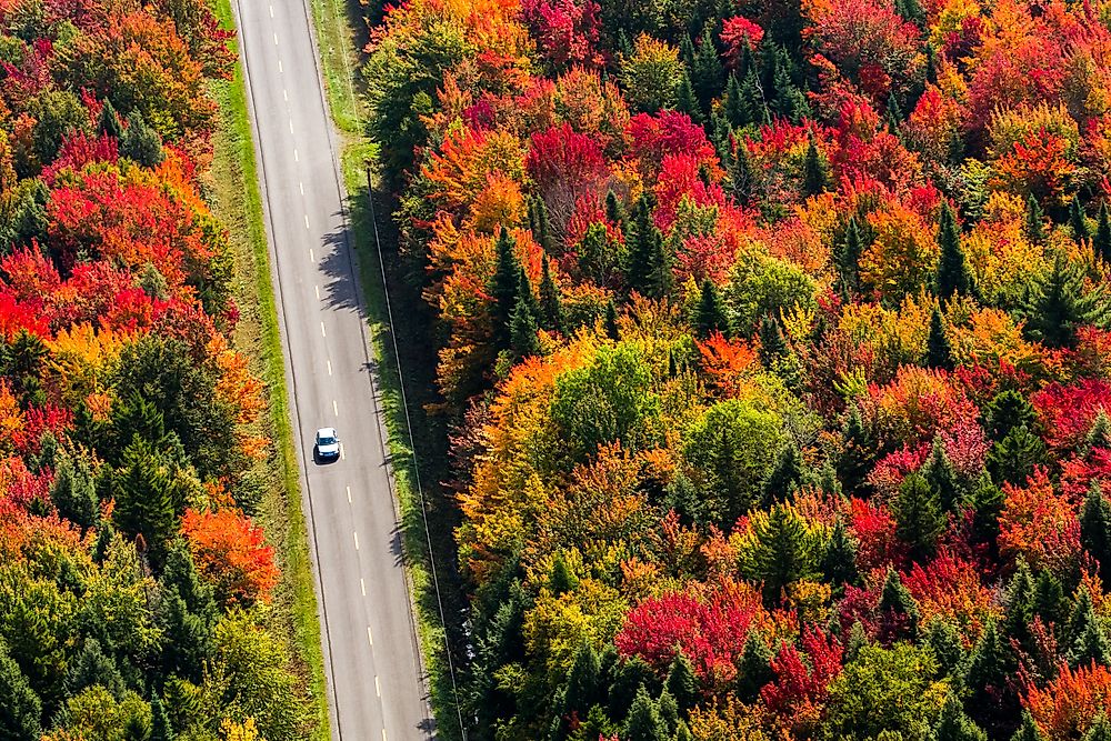 Why Do Leaves Change Color?