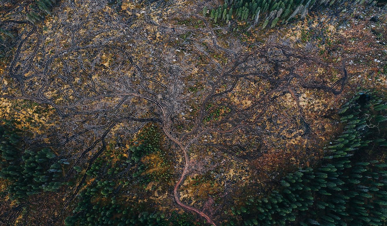 In Romania, People Are Resorting To Witchcraft To Stop Illegal Loggers