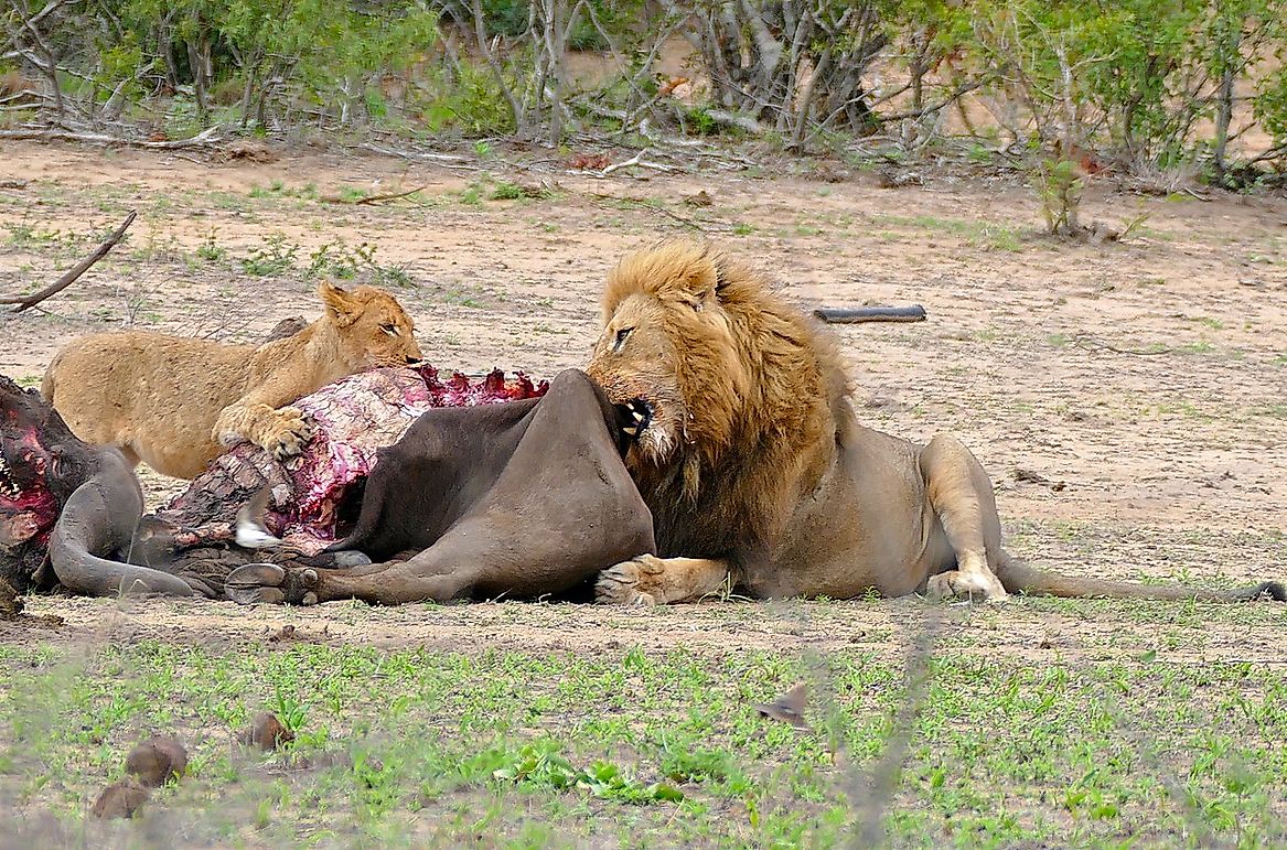 Tigers Vs. Lions: How These Cats Differ In Hunting Styles