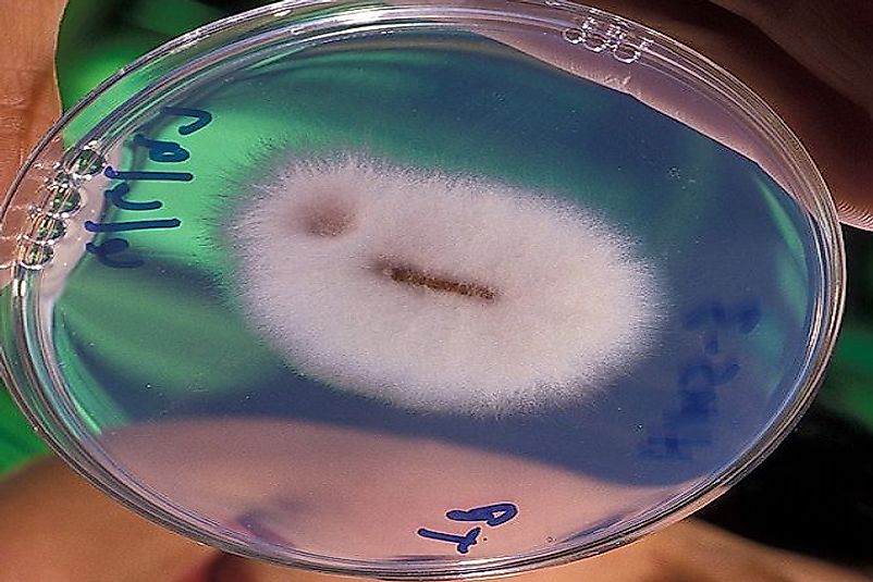Panama Disease: Fungal Pariah Of The Global Banana Industry