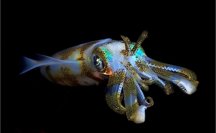 What Are The Differences Between Octopus And Squid?