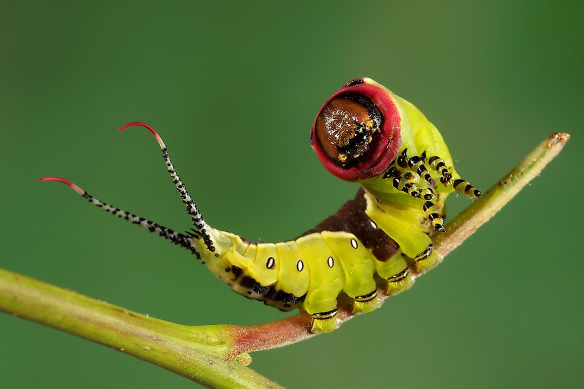 Weirdest Looking Animals In The World