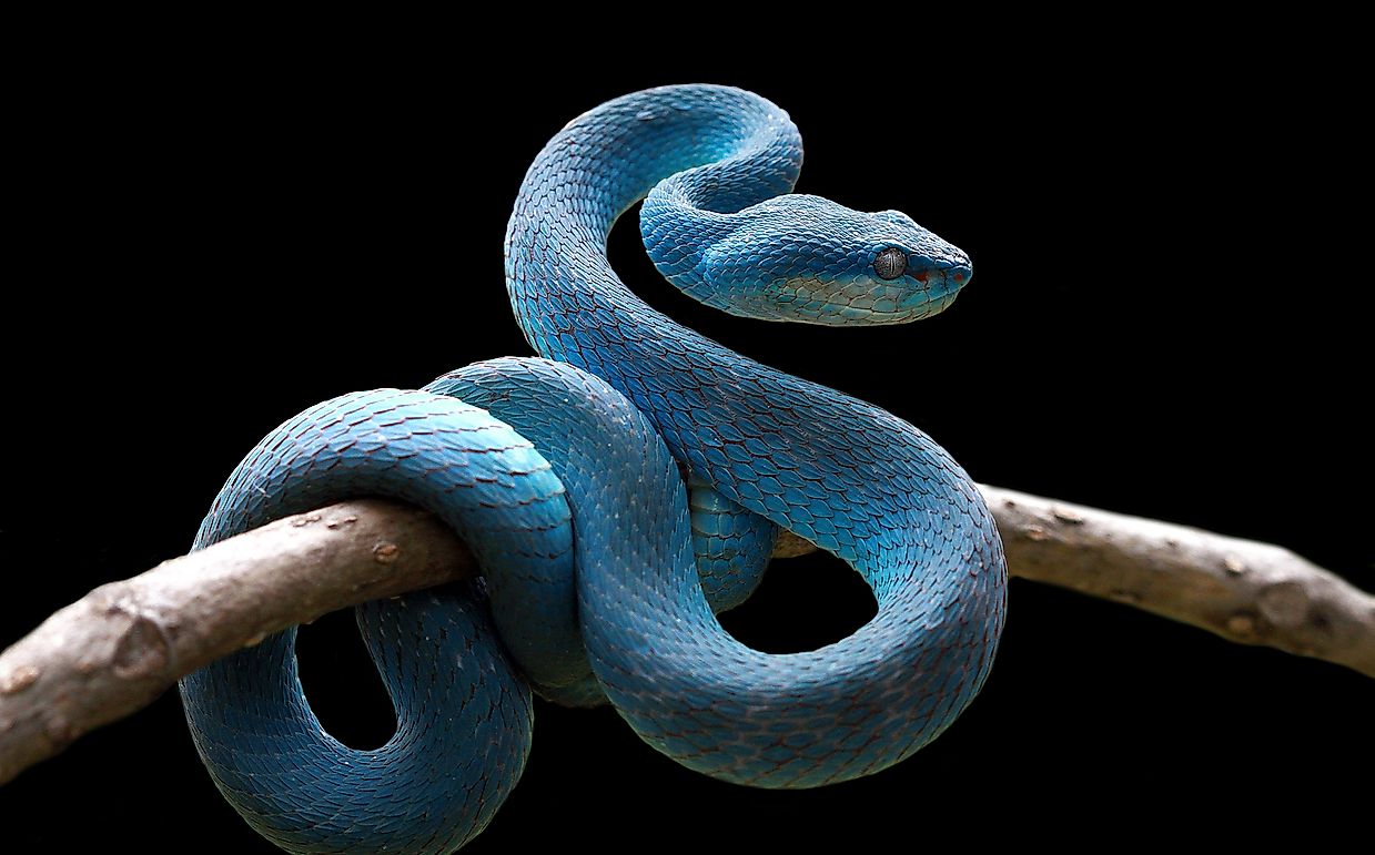 How To Tell If A Snake Is Venomous