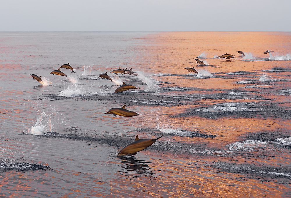 10 Animals Found In The Maldives