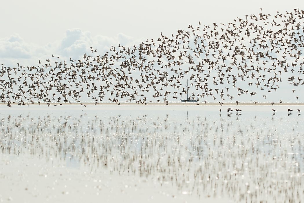 What Are The Different Types Of Migration?