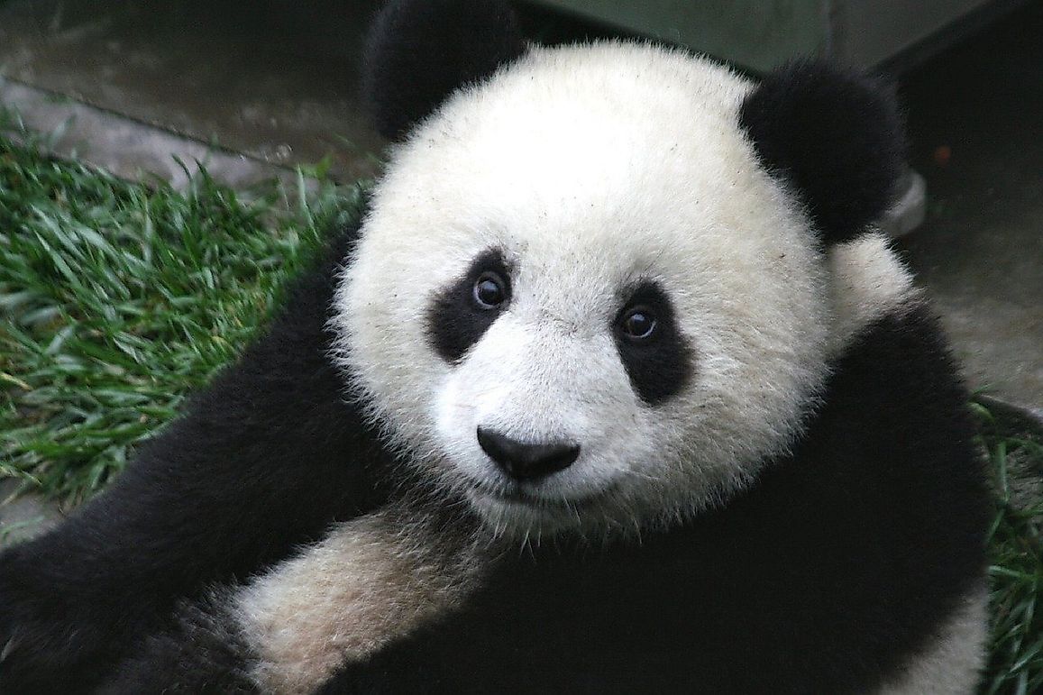 Are Pandas Endangered?