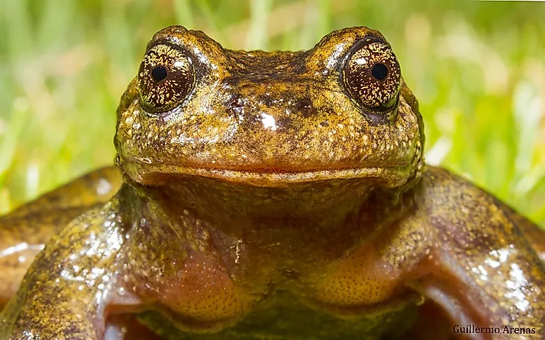 Native Amphibians Of Chile