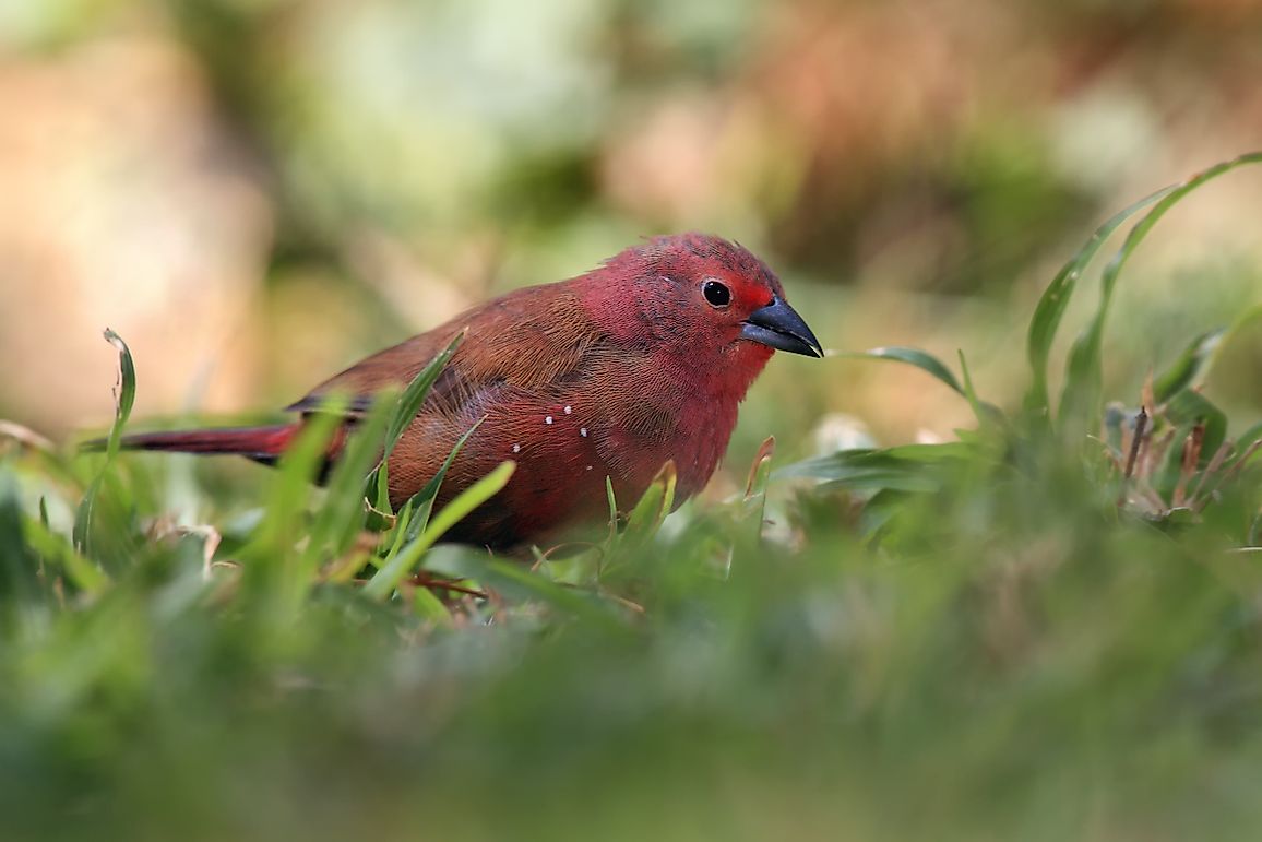 Native Bird Species Of Mali