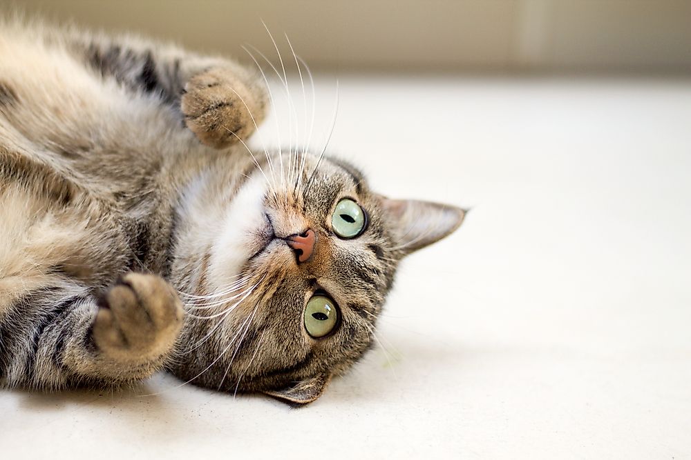 10 Amazing Facts About Cats