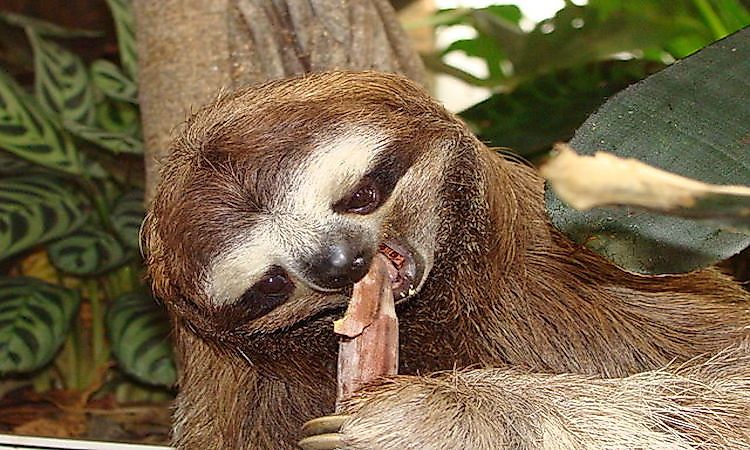 Where Do Sloths Live?