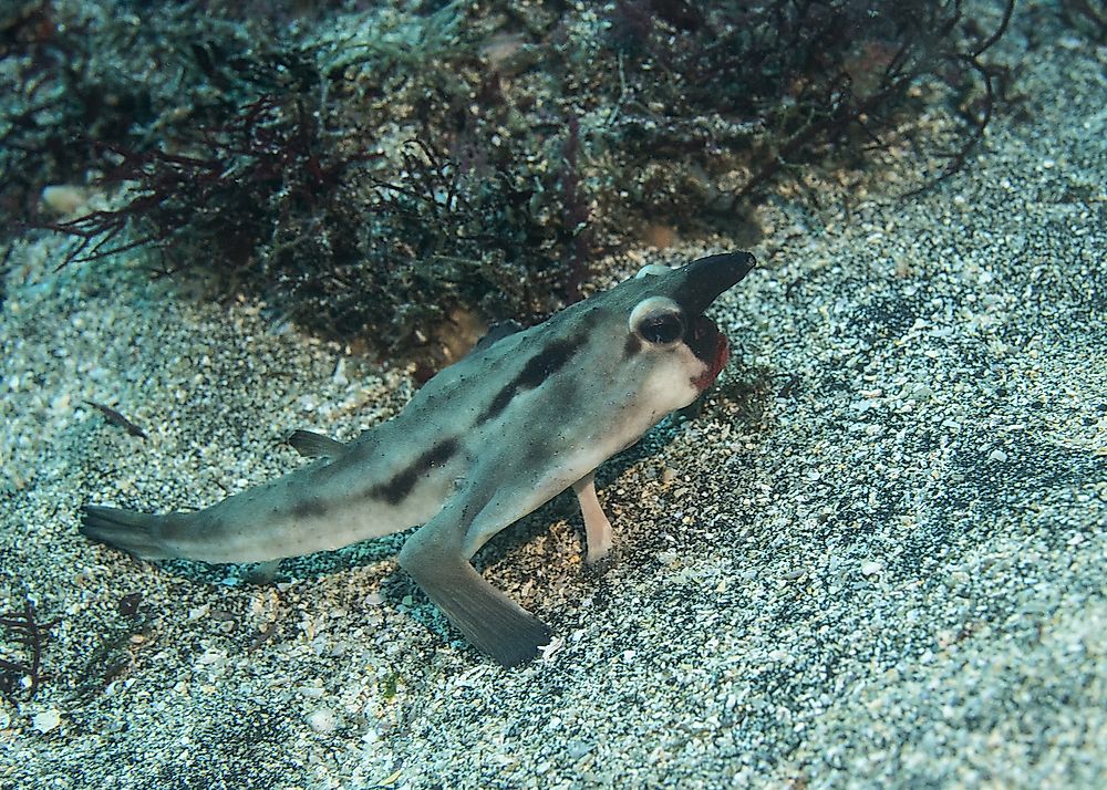 Red-Lipped Batfish Facts