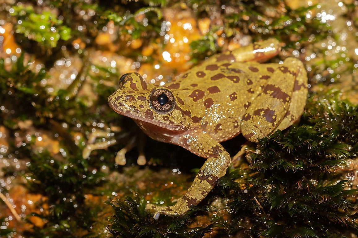 The World's Weirdest Looking Amphibians