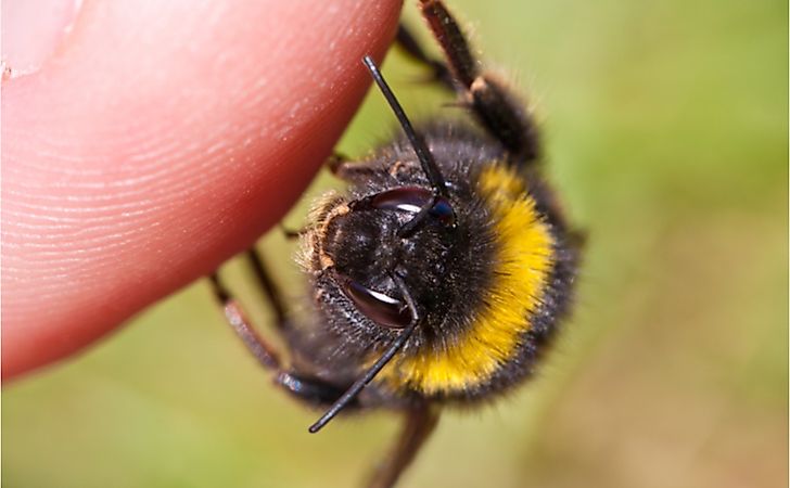 The Most Painful Insect Stings In The World