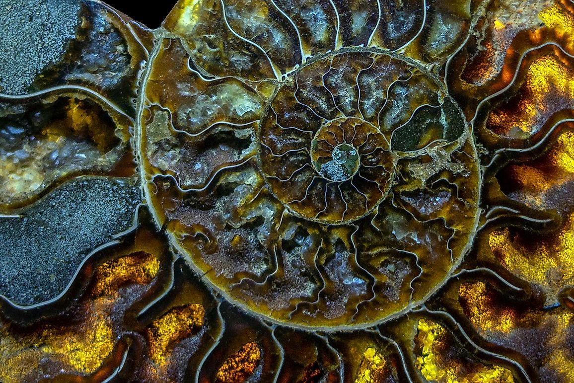 The Fullest List Of Organic Gemstones