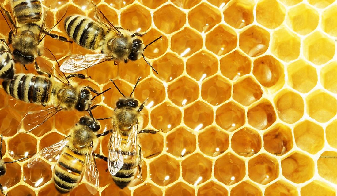 What Are Eusocial Insects?