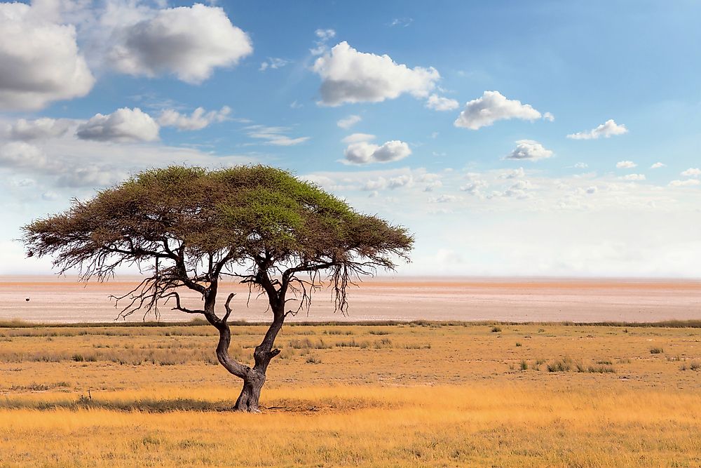 Native Plants Of Botswana