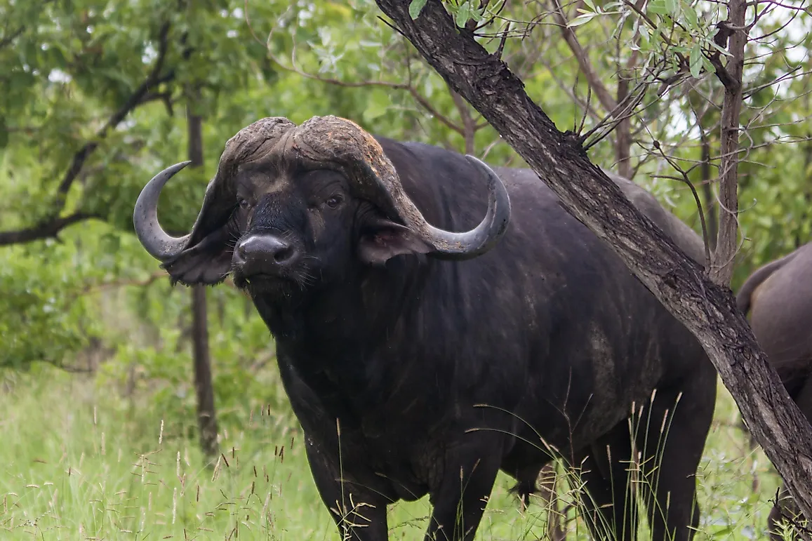 Cape Buffalo Facts: Animals of Africa