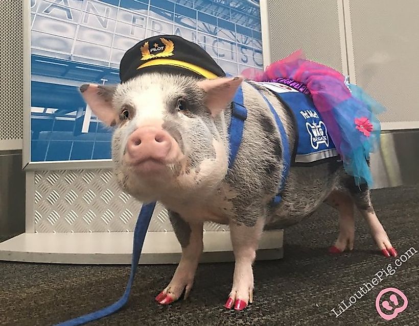 The Next Wave Sweeping Over Airports? Therapy Animals