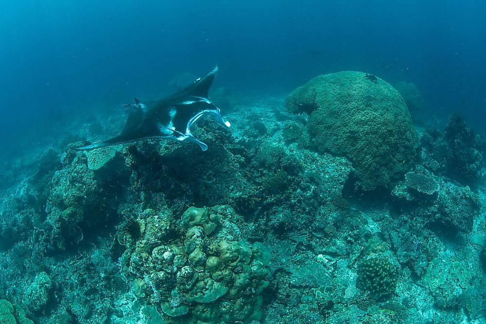 What is a Seamount?