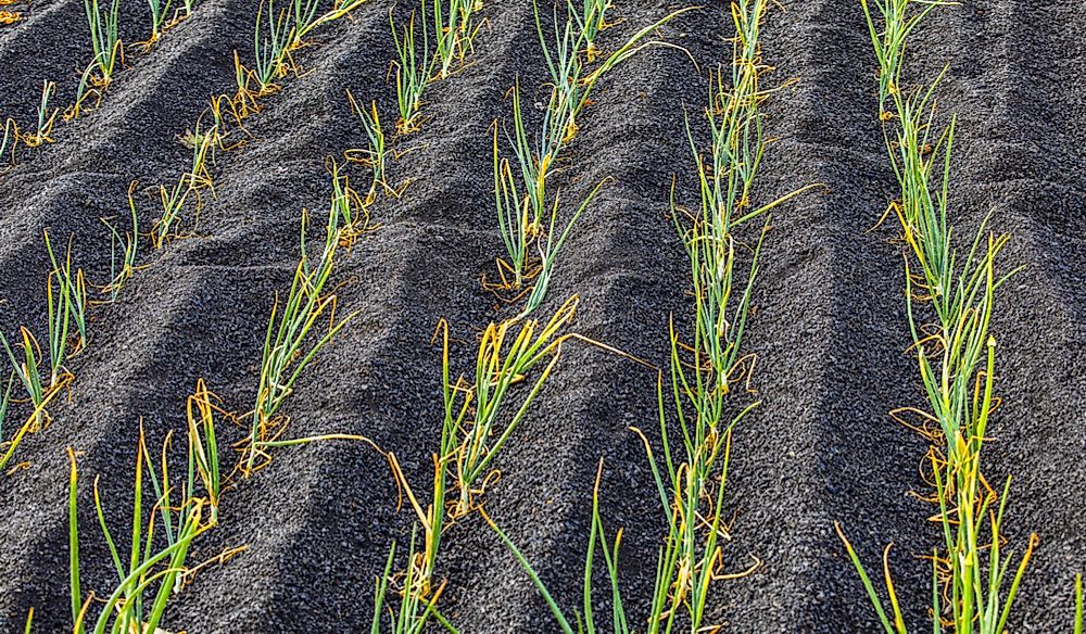Why Is Volcanic Soil Fertile?