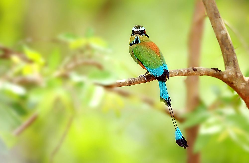 What Animals Live In Nicaragua?
