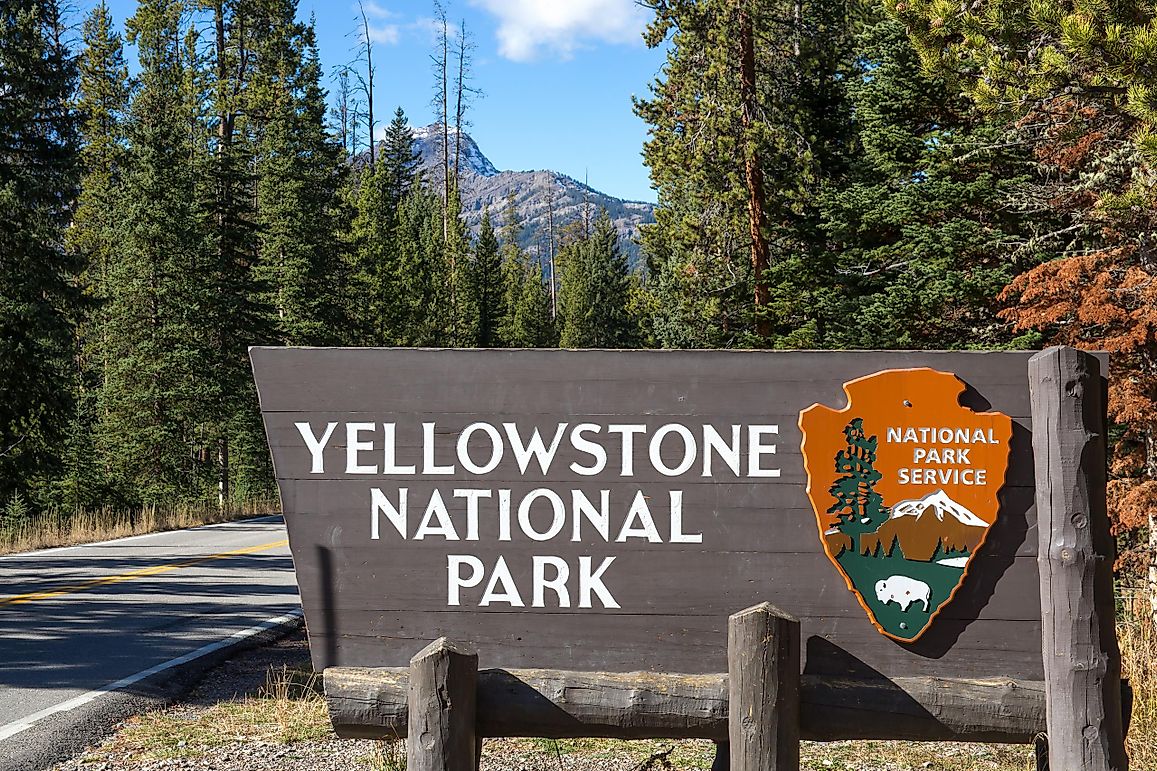 A Survival Guide: What To Do If You Encounter A Bear At Yellowstone National Park