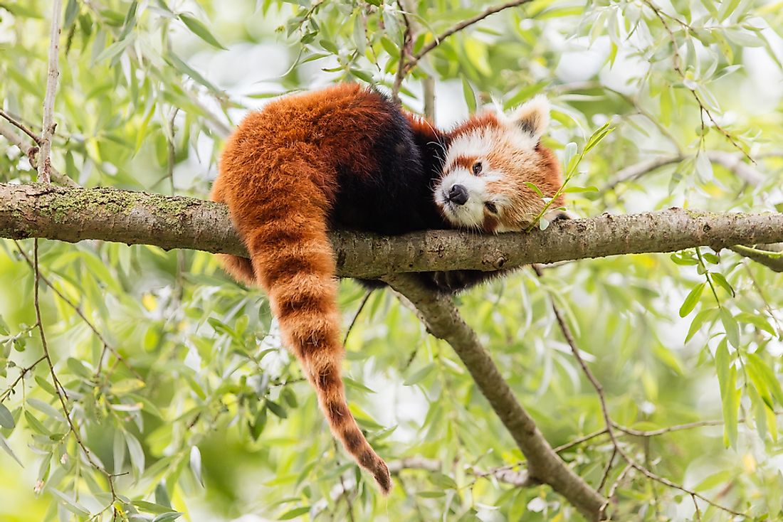 What Are The Biggest Threats To The Endangered Red Panda?
