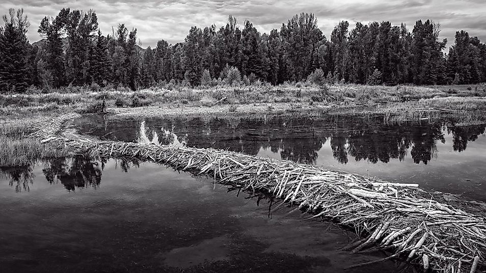 How Do Beavers Build Dams?