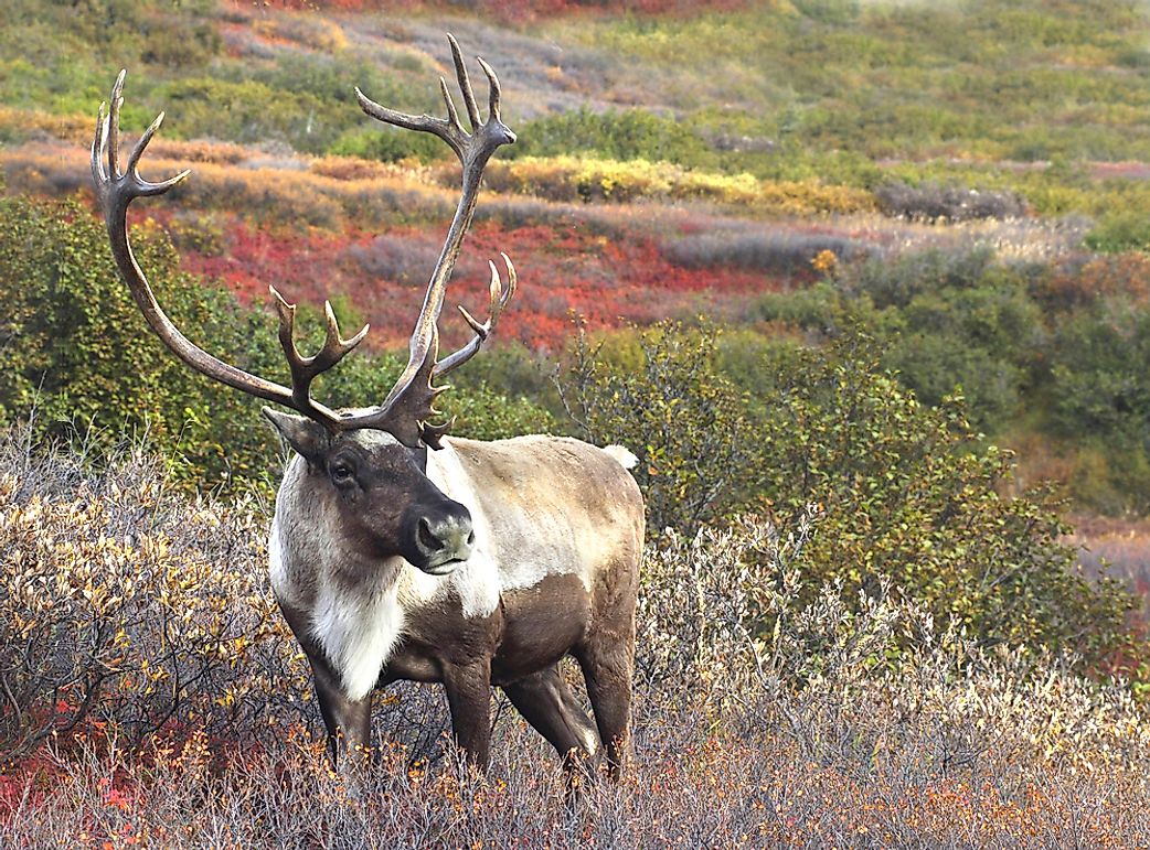Are Caribou and Reindeer the Same Animal?