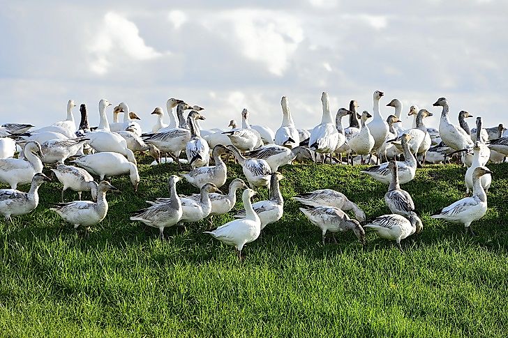 Snow Goose Facts: Animals of North America
