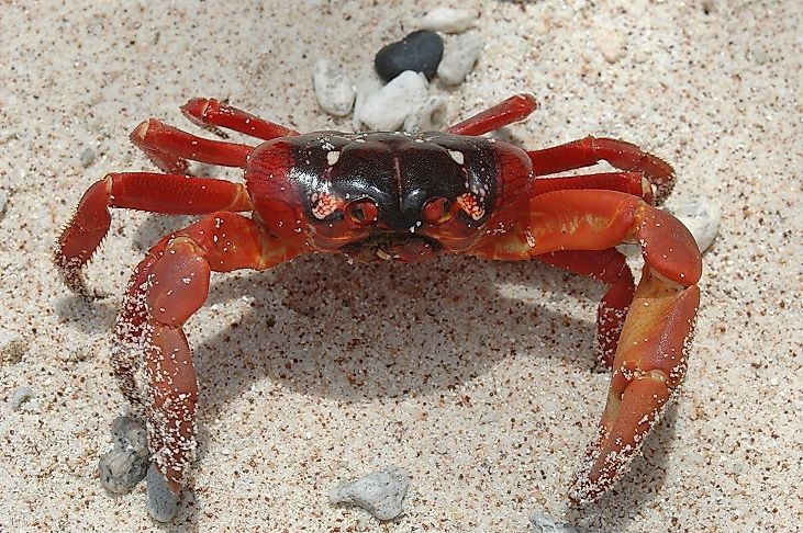 Christmas Island Red Crabs - Animals Of Oceania