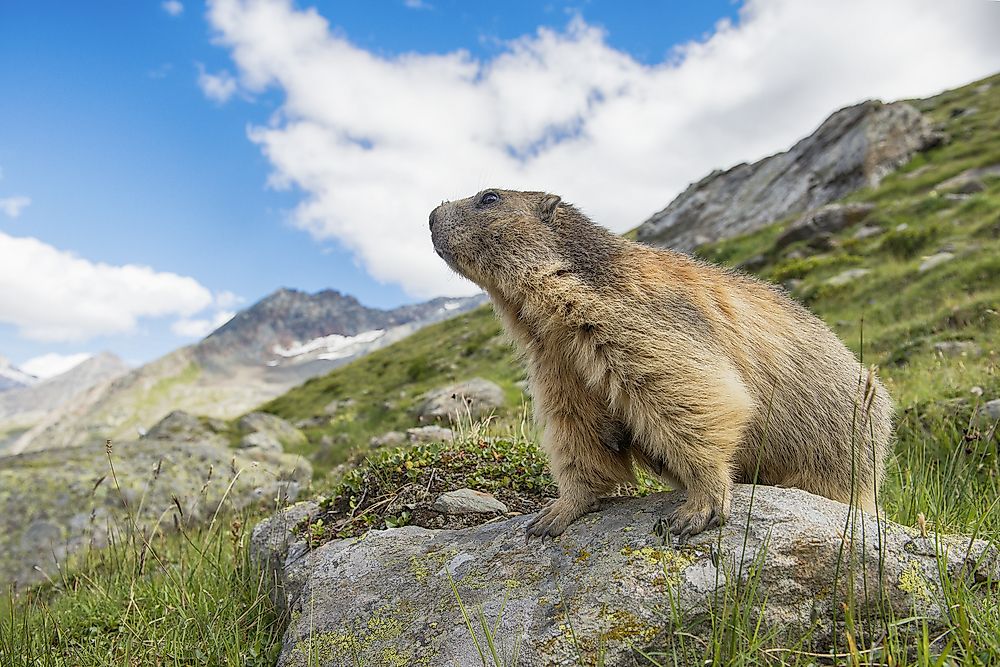 Animals Found in Switzerland