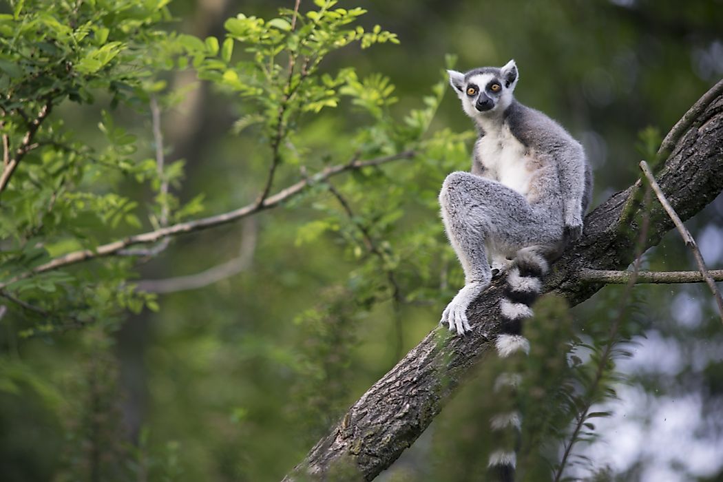 What Is Madagascar Most Famous For?