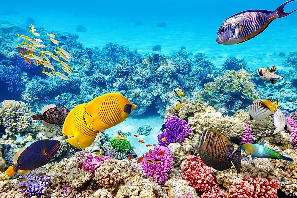 Is The Great Barrier Reef Really Dead?