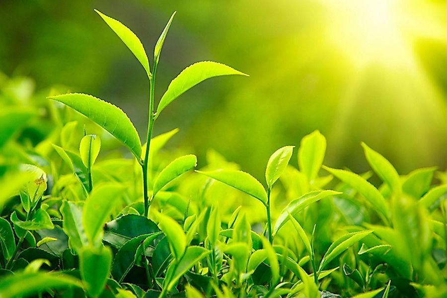 the initial source of energy for most living things is
