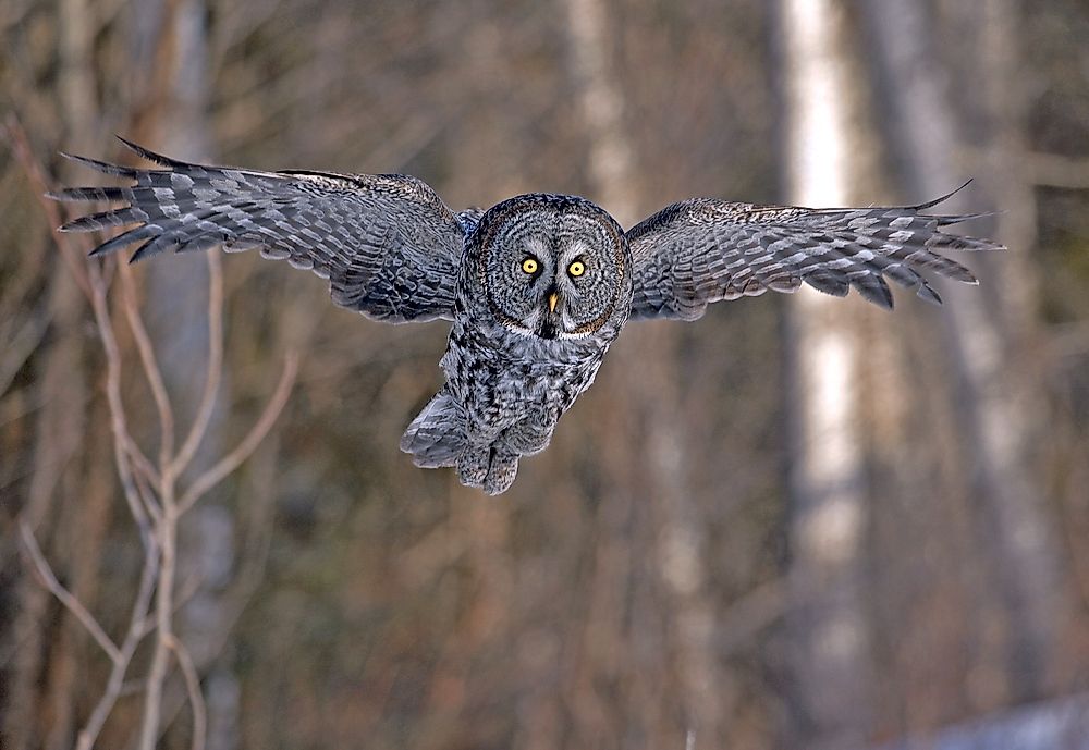 What is the World's Largest Owl Species?