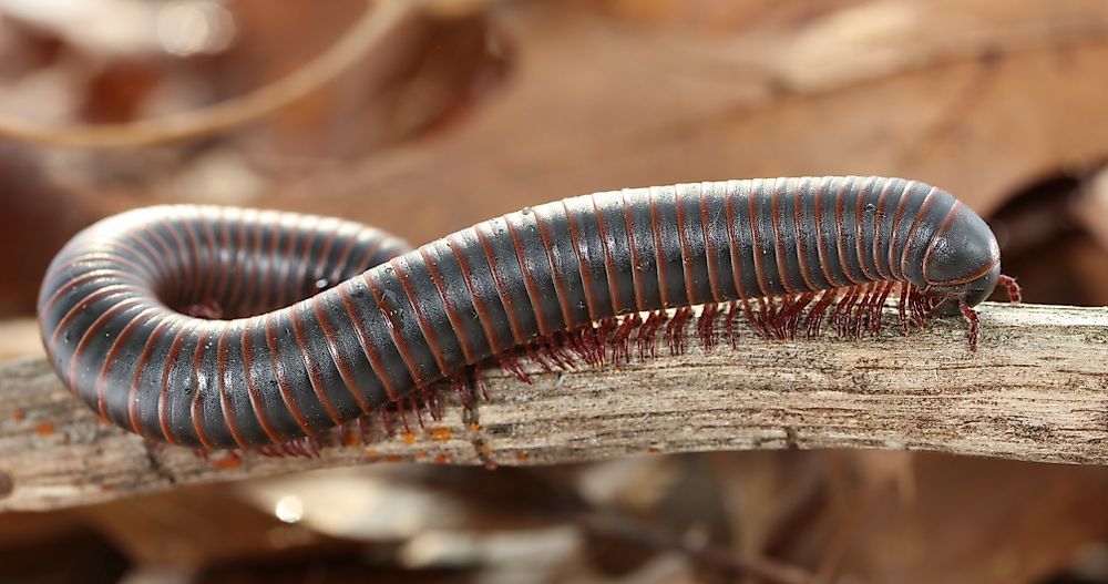 What Is The Difference Between A Centipede And A Millipede