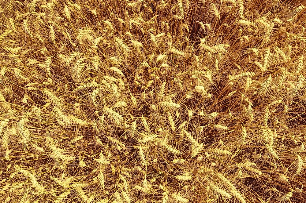10 Worst Countries For Raising Cereal Grain Crops