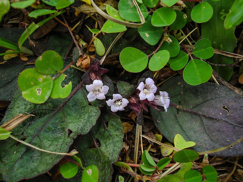 What Is The State Flower Of Massachusetts?