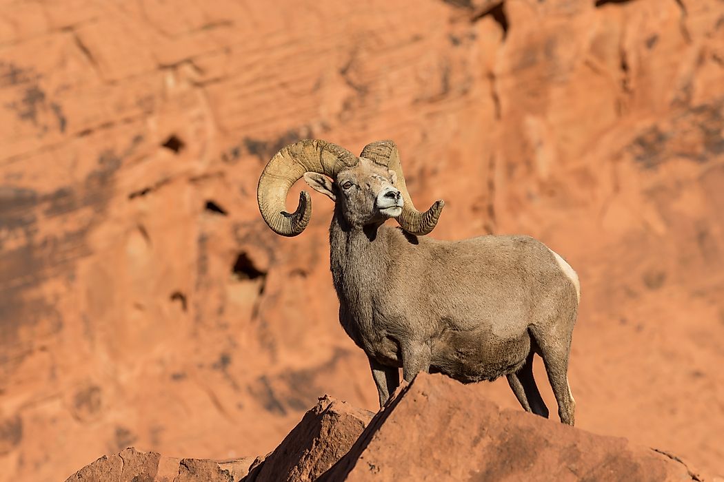 Bighorn Sheep Facts: Animals of North America