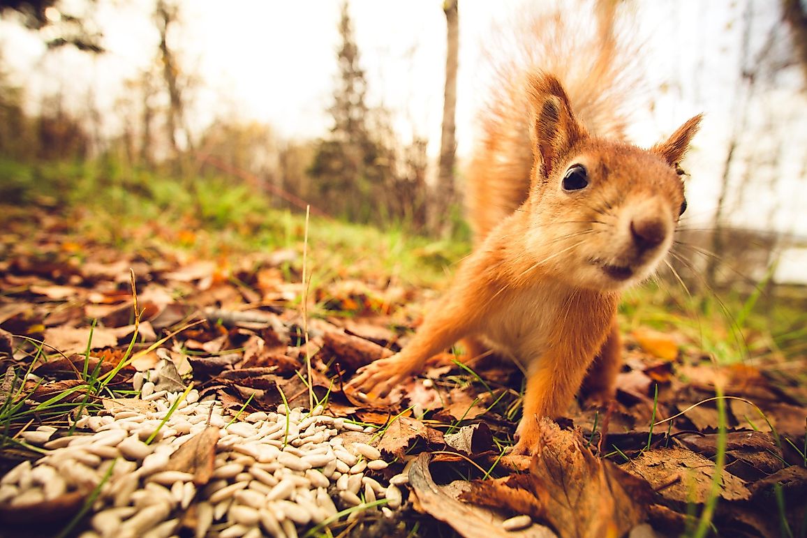 Are Squirrels Nocturnal?