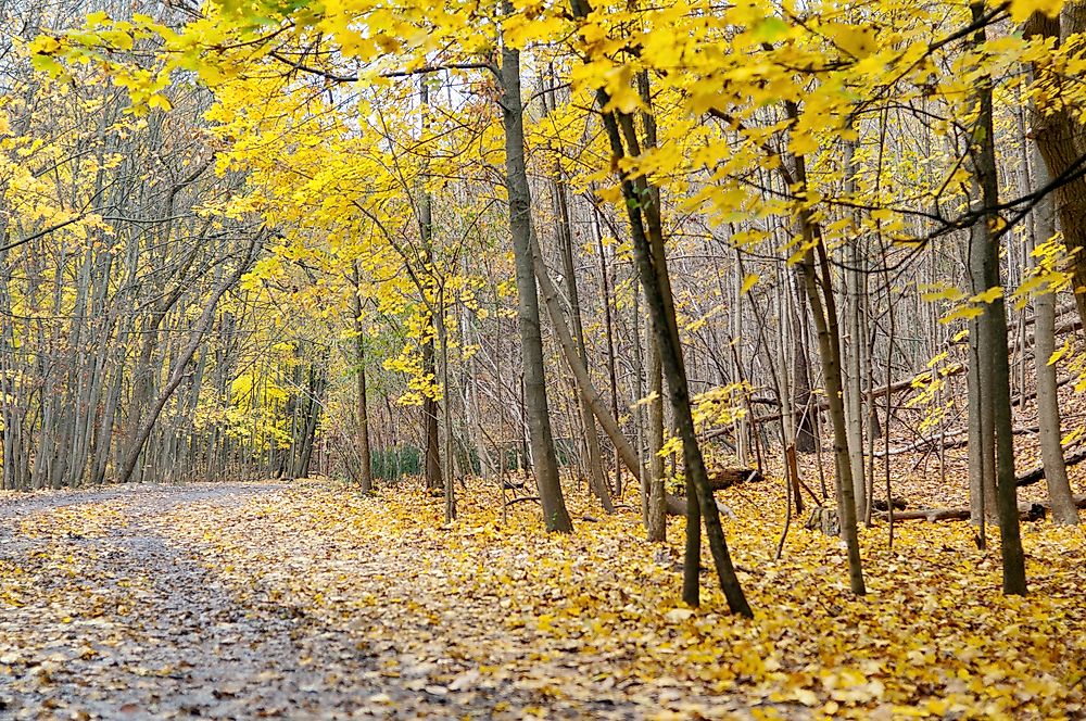 The Unique Ravine System of Toronto